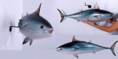 Mackerel Tuna Mackerel Tuna