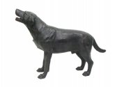 Labrador Retriever Labrador Retriever