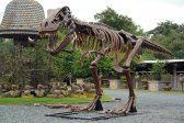 T-Rex Skeleton T-Rex Skeleton